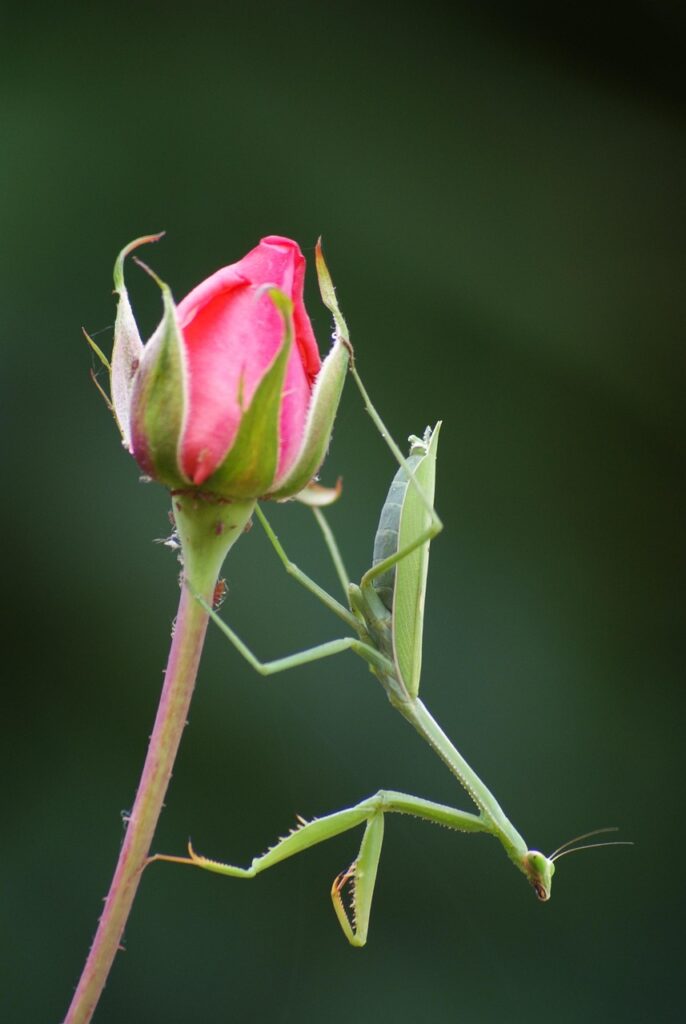 insect, green, praying mantis, flower wallpaper, beautiful flowers, rose flower, flower, rose, macro, praying mantis, flower background, nature, praying mantis, praying mantis, praying mantis, praying mantis