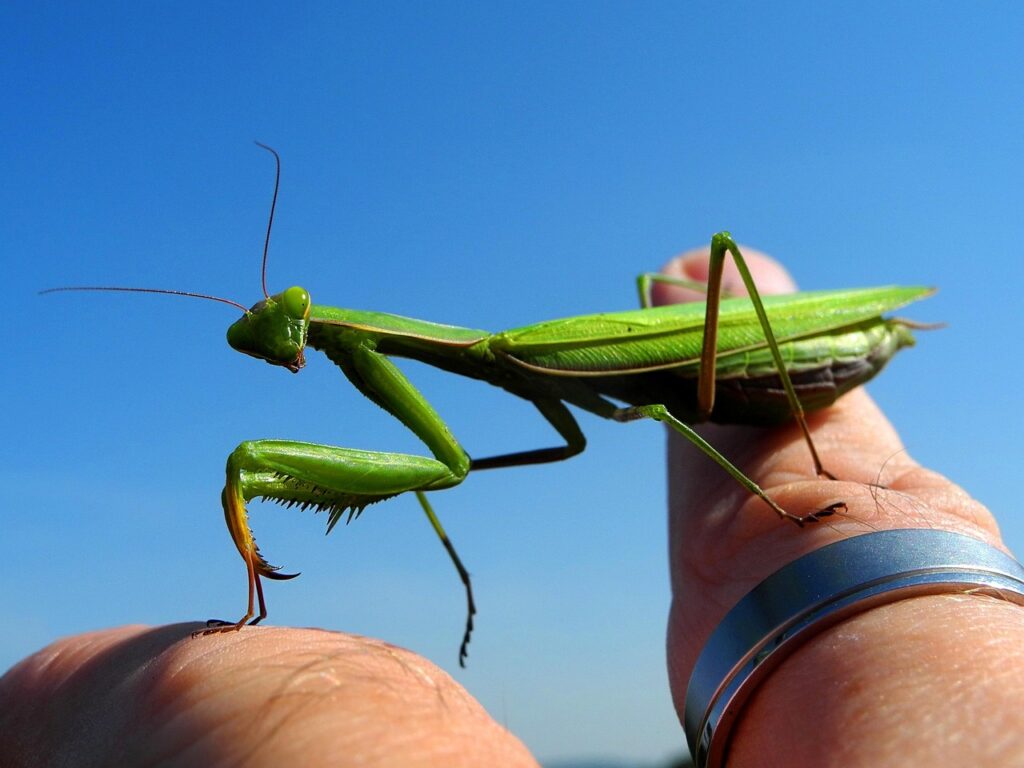 praying mantis, insect, green, praying mantis, praying mantis, praying mantis, praying mantis, praying mantis