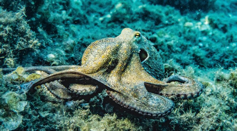 Close-up of an octopus in its natural underwater habitat displaying intricate textures and colors.